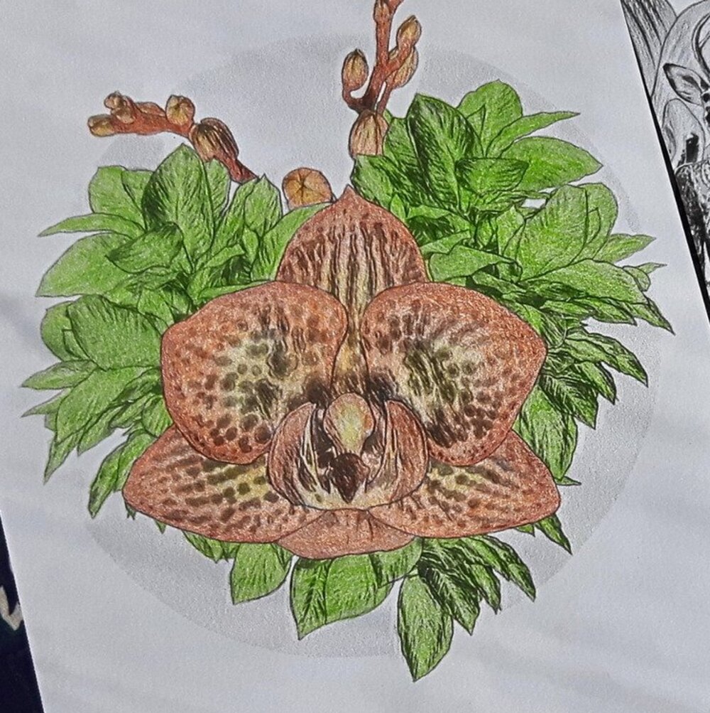 Deer Orchid coloring page by LinTu.studio