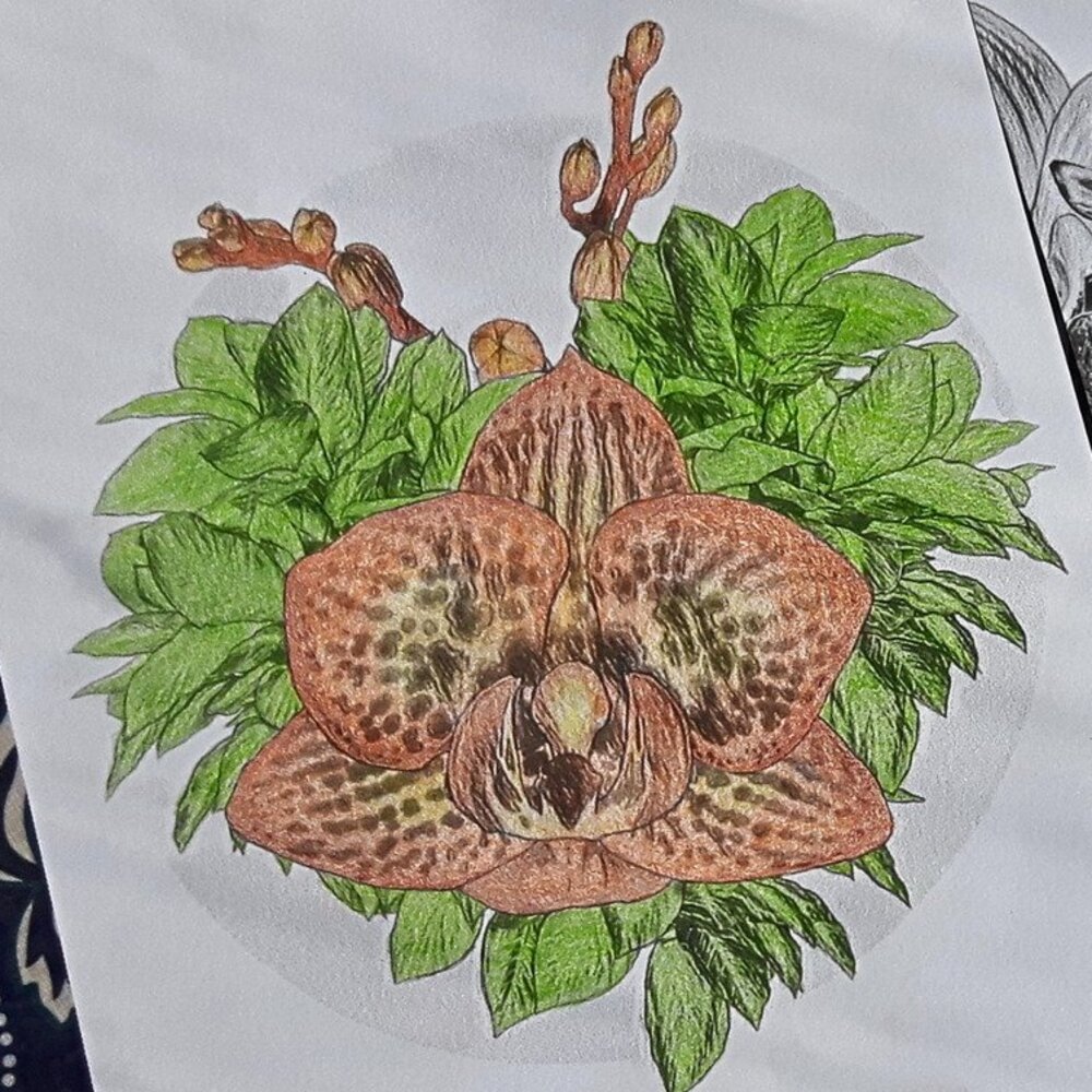 An image of two Deer Orchid  coloring pages designed by LinTu.studio