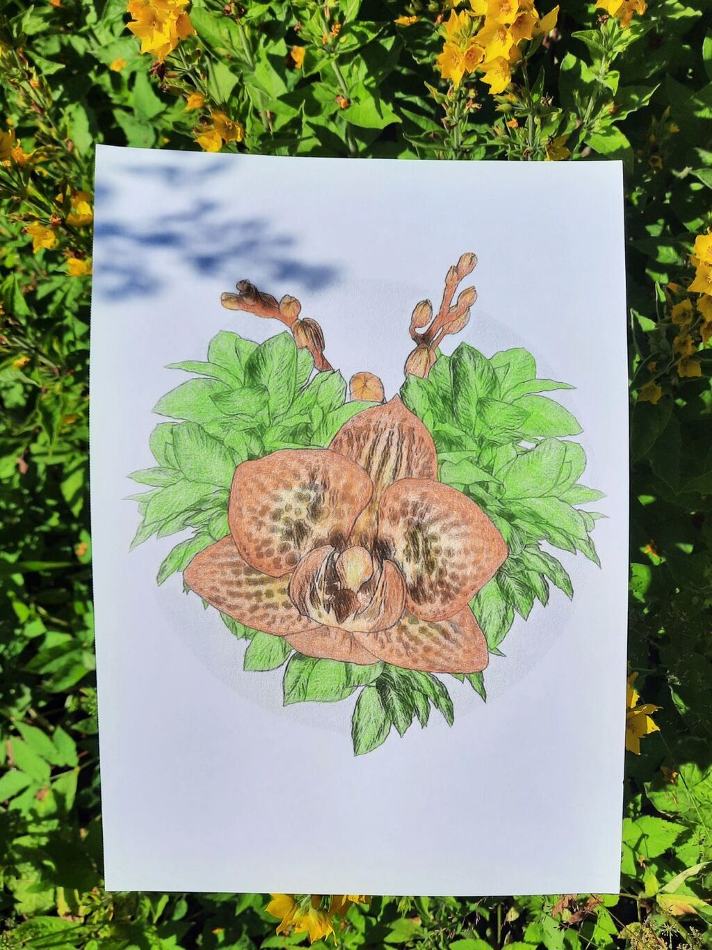 An image of magnified Deer Orchid coloring page by LinTu.studio