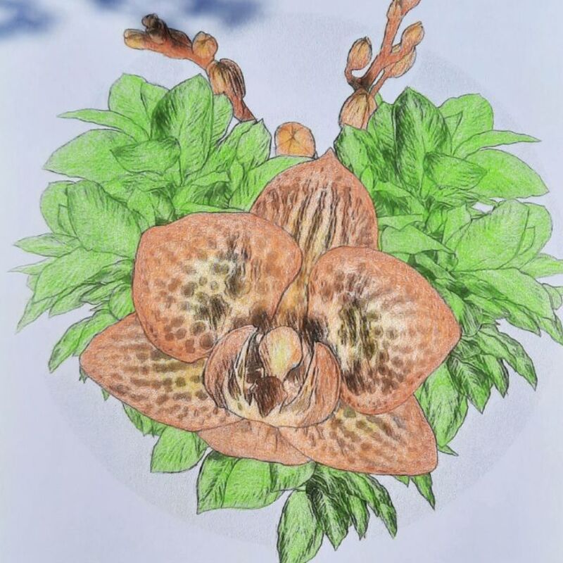 Deer Orchid in colors